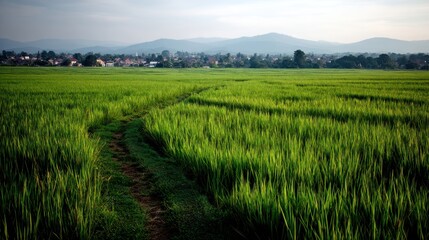 Obraz premium Rice Field Path with Distant Town and Mountain Range