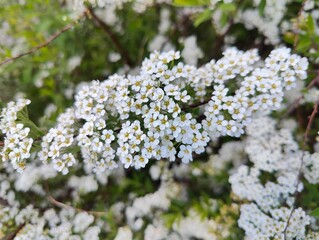 Close-up of white spirea flowers in bloom. Detailed view of blooming white spirea flowers clustered along a branch, showcasing delicate springtime beauty in a garden setting