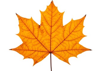 Fototapeta premium Close up of a single yellow maple leaf with visible veins isolated on a white background studio shot