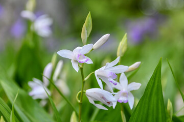 クチベニシラン　Hyacinth orchid