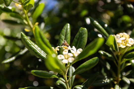 Abeille de profil butinant sur une fleur blanche d'un arbuste vert au soleil, oranger de Chine
