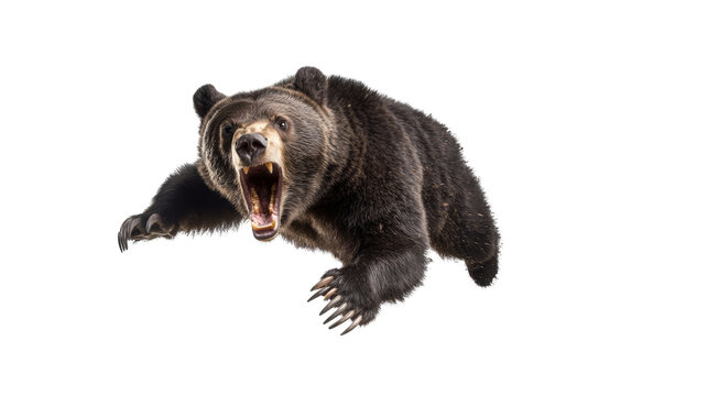 bear attack aggressive isolated image