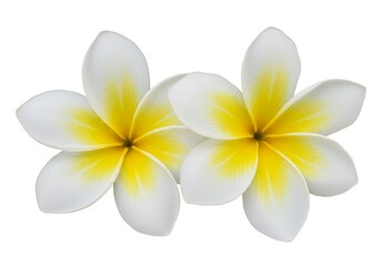 Obraz premium Two plumeria flowers with white petals and yellow centers on a plain white background in a studio shot