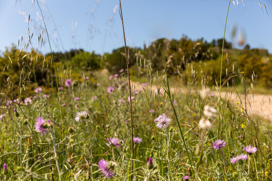 Prairie verte naturelle et sauvage avec fleurs des champs mauves en premier plan, ciel bleu et arbres avec chemin de terre en arri&egrave;re plan