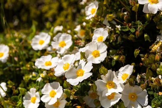 Fleurs blanches en gros plan au soleil dans la nature, ciste &agrave; feuilles de sauge