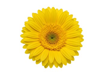 Fototapeta premium A single bright yellow gerbera daisy flower isolated on a stark white background in full bloom view