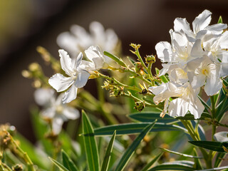 Delicate white flowers blooming under the sunlight with soft green leaves in the background....
