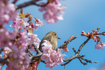 桜の花にとまるジョウビタキの雌