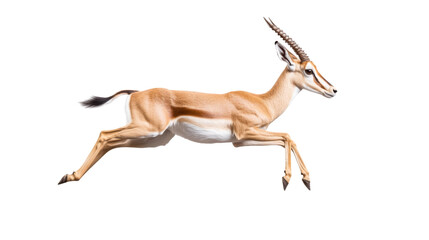 Fototapeta premium Graceful gazelle leaping forward in mid-air against black for speed and elegance