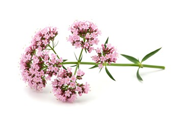 A close up shot of a valerian plant with pink flowers and green leaves on a white background surface