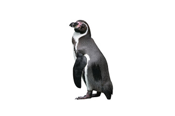humboldt penguin isolated on white background