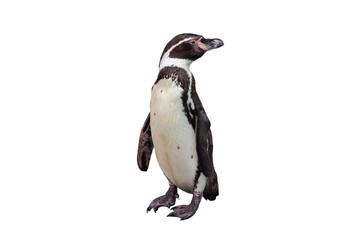 humboldt penguin isolated on white background