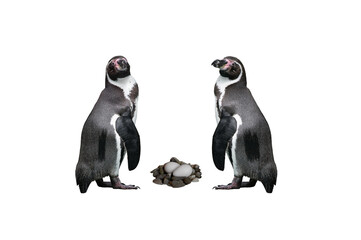  humboldt penguin standing by their nest isolated on white background