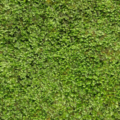 The Seamless Green Wall Texture