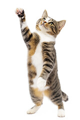 Obraz premium Playful Funny Kitten Standing and Looking up Isolated on White Background