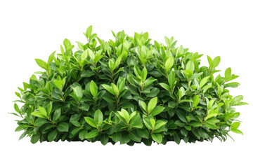 A green bush with many leaves