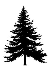 Obraz premium Fir trees silhouette. Black silhouette of sine tree on white background. illustration