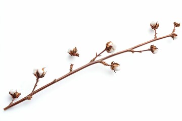 Obraz premium Cotton Branch with Mature Fluffy White Bolls