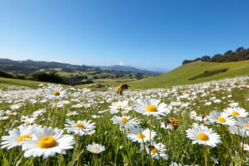 Vibrant meadow filled with daisies and buzzing bees at the base of a lush green hill in daylight