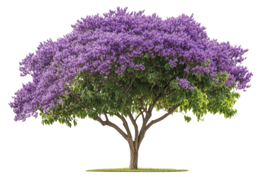 Purple flowering tree shot