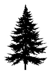 Fir trees silhouette. Black silhouette of sine tree on white background. illustration