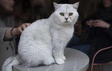 Friendly cat sitting on a table receiving affection from two people indoors