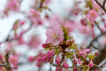 満開の河津桜と春の彩り