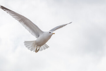A beautiful seagul flying with the wings stretched out against a white background