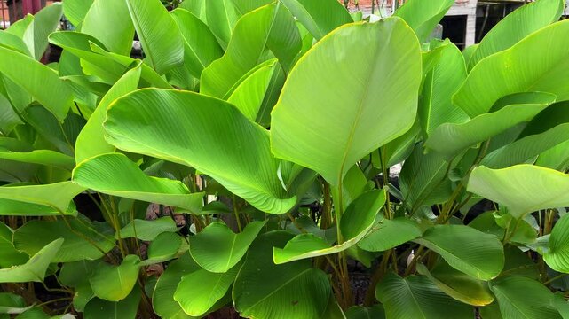 Lush Green Tropical Plants in a Garden