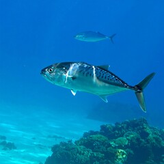 Large Fish Swimming Above Coral Reef in Blue Ocean Water