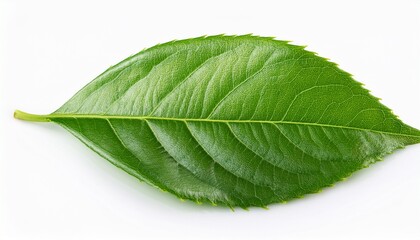 Obraz premium green leave isolated on white background