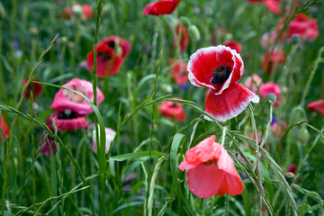 Field of coloured poppies