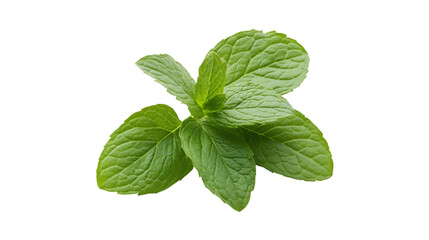 Fresh Green Mint Leaves Isolated on Black Background,
