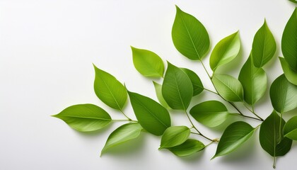 Naklejka premium fresh green foliage on white background for spring themes