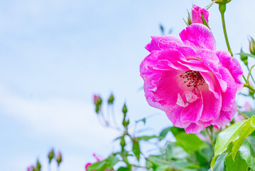 Fototapeta premium バラ