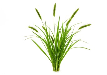 Fototapeta premium A close up shot of a bunch of green grass with seed heads on a white background in a studio setting