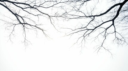 Winter tree branches silhouetted against a bright sky