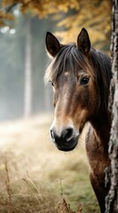 Obraz premium Horse peeking from behind a tree in a serene autumn forest during early morning light