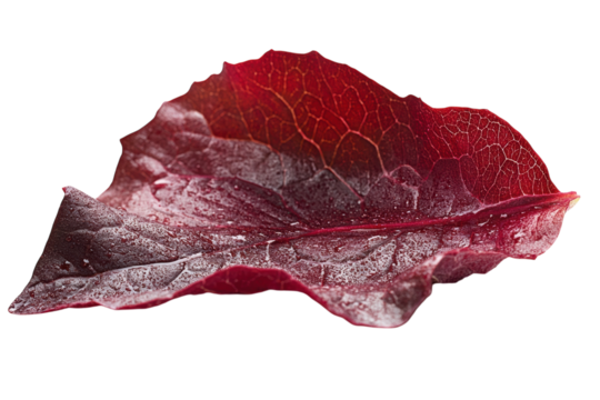 A single red leaf on black