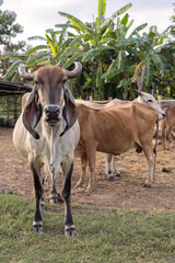 Cows standing in a cowshed on a rural livestock farm