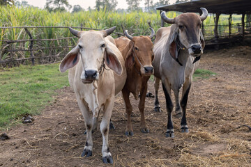 Three cows standing in a cowshed on a rural livestock farm