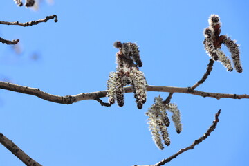 A catkin hanging from a tree branch, symbolizing early spring and the natural cycle of growth and renewal.