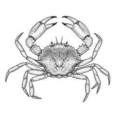Detailed black and white crab illustration, top view