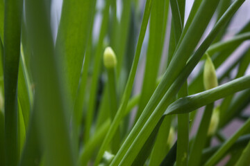 This is a close-up of a green onion.