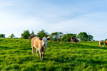 cows in the field