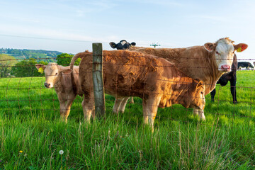 cows on a meadow