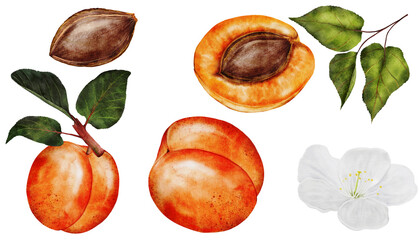 Apricot watercolor big set. Juicy realistic set hand drawing of ripe fruit. Clip art on isolated white background. Ideal for logo, tags, stickers for natural food and cosmetics stores