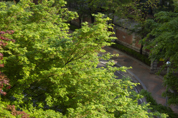 Landscape with trees and walking path