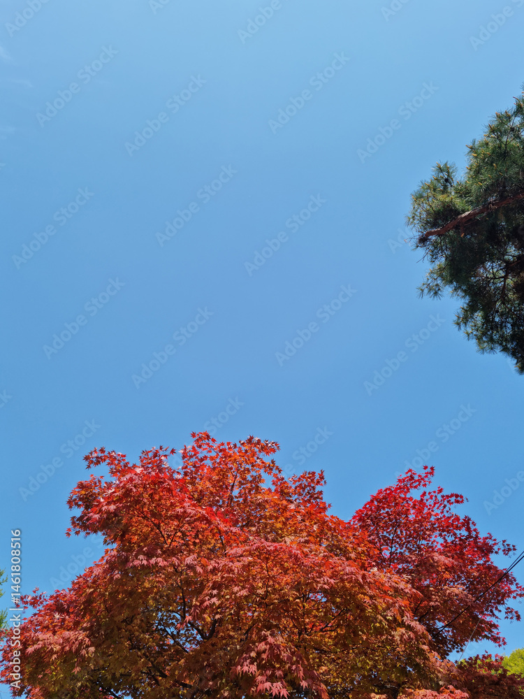 Canvas Prints it's the sky and the maple tree