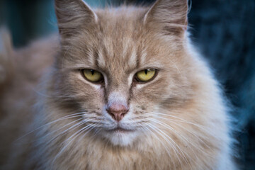 A close up of a cats face